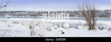 On the beautiful blue Danube. Winter scenery. A bevy of swans, a flock of grebes, frozen river, riverbanks covered with snow. Standard panoramic crop. Stock Photo
