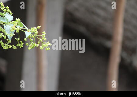 Night-flowering Jasmine Buds a.k.a Parijat / 'Tree of Sorrow     Scientific Name: Nyctanthes arbor-tristis Stock Photo