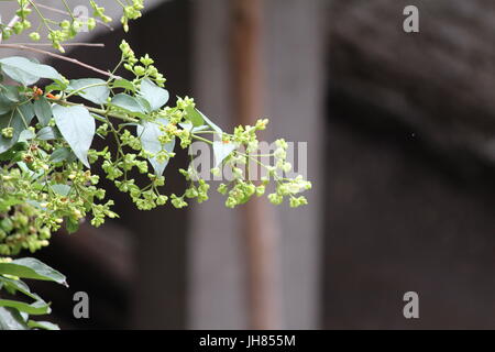 Night-flowering Jasmine Buds a.k.a Parijat / 'Tree of Sorrow     Scientific Name: Nyctanthes arbor-tristis Stock Photo