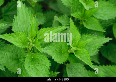 green stinging nettle (Urtica dioica) leaves background Stock Photo