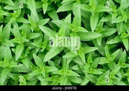 fresh Green Peppermint (Mentha Piperita or Mentha Balsamea Willd) leaves background Stock Photo