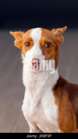 Beautiful hound dog with brown and white hair Stock Photo