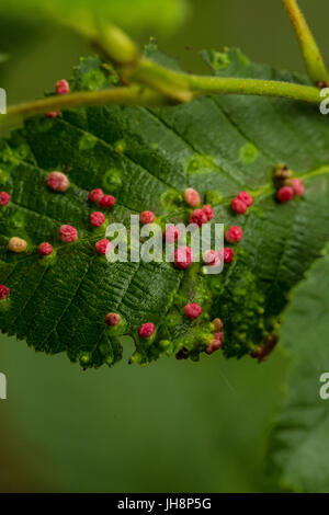 A beautiful, vibrant alder tree leaves on a natural background after the rain in summer. Shallow depth of field closeup macro photo. Stock Photo