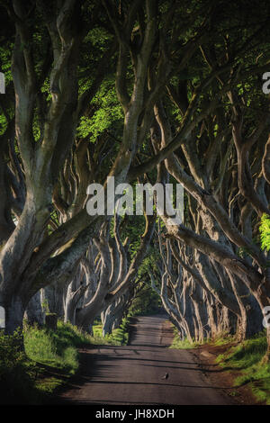 Early morning sunlight in beech alley The Dark Hedges, County Antrim in Northern Ireland. Stock Photo