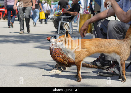 Stuffed dead animals. A fox and a pheasant posted on a wood base are standing in the street. Selective focus. Stock Photo