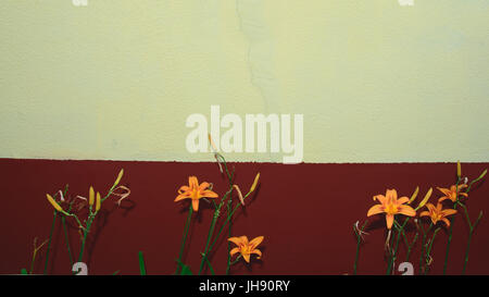 Lily flowers in bloom in front of an ocher and burgundy wall. Selective focus. Stock Photo