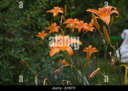 Orange lily, fire lily, tiger lily, or lilium bulbiferum. Flowers and buds in the garden. Selective focus. Stock Photo