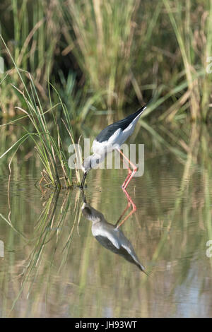 Black winged stilt (Himantopus himantopus) foraging in water with reflection, Ranthambore national park, Rajasthan, India. Stock Photo