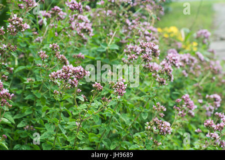closeup to flowering oregano in garden selective focus Stock Photo