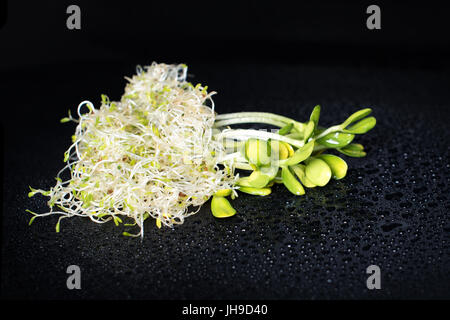 Mixed organic micro greens on black background with water drops. Fresh sunflower and heap of alfalfa micro green sprouts for healthy vegan food cookin Stock Photo