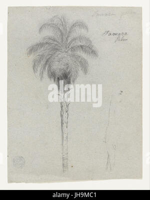 Frederic Edwin Church - Botanical Sketch Showing Two Views of the Tamaca Palm - Stock Photo