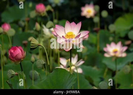 Los Angeles, USA. 12th July, 2017. Lotus flowers blossom at Echo Park in Los Angeles, the United States, July 12, 2017. The annual Lotus Festival will be held on July 15 to 16 at Echo Park. Featuring arts, delicious food from China and other Asian and Pacific countries, the two-day celebration aims to bring residents together, share and promote diversified Asian cultures. Credit: Zhao Hanrong/Xinhua/Alamy Live News Stock Photo