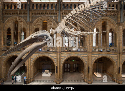 Natural History Museum , London, UK. 13th July, 2017. The Natural History Museum unveils the new star of its reimagined Hintze Hall to media on 13 July, ahead of the public opening on July 14.  A stunning 25.2 metre real blue whale skeleton suspended from the ceiling takes centre stage in the spectacular space, giving visitors the opportunity to walk underneath the largest creature ever to have lived. Credit: Malcolm Park editorial/Alamy Live News Stock Photo