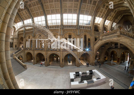 Natural History Museum , London, UK. 13th July, 2017. The Natural History Museum unveils the new star of its reimagined Hintze Hall to media on 13 July, ahead of the public opening on July 14.  A stunning 25.2 metre real blue whale skeleton suspended from the ceiling takes centre stage in the spectacular space, giving visitors the opportunity to walk underneath the largest creature ever to have lived. Credit: Malcolm Park editorial/Alamy Live News Stock Photo