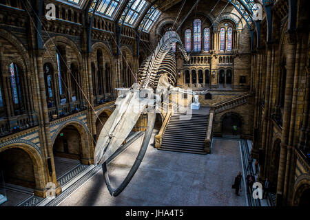 Hope, Blue Whale, Natural History Museum Stock Photo