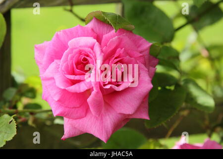 Rosa 'Zephirine Drouhin', a  deep pink, scented, thornless, climbing rose, in full bloom in an English garden in June Stock Photo