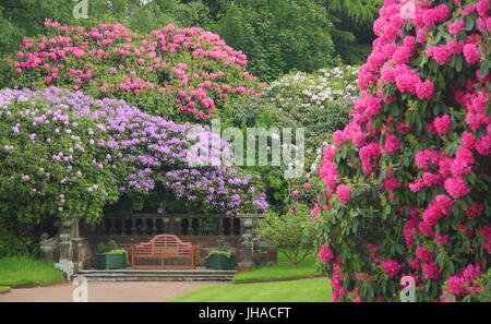 Magnificent mature rhododendron plants in full bloom in the landscaped public gardens of Wortley Hall, Sheffield, South Yorkshire, England, UK Stock Photo