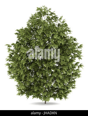 hackberry tree isolated on white background Stock Photo