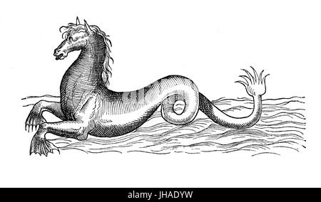 Sea horse, mythological marine creature, year 1580, vintage engraving Stock Photo