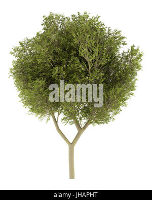 honey locust tree isolated on white background. 3d illustration Stock Photo