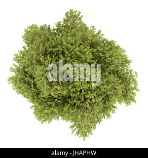 top view of honey locust tree isolated on white background. 3d illustration Stock Photo