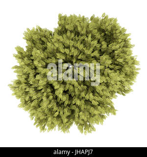 top view of honey locust tree isolated on white background. 3d illustration Stock Photo