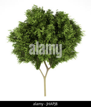 honey locust tree isolated on white background. 3d illustration Stock Photo