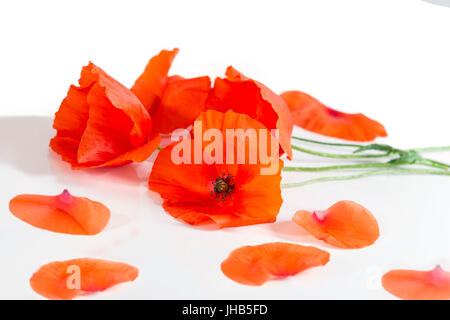 Red poppies and petalss lying on the white table Stock Photo