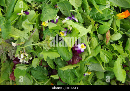 Mesclun salad greens with edible flowers Stock Photo