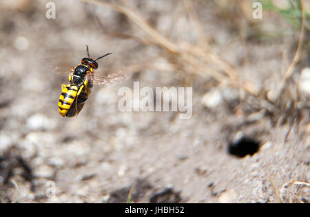 Beewolf Wasp Philanthus with paralysed honey bee about to fly into its burrow (hole bottom right) Stock Photo