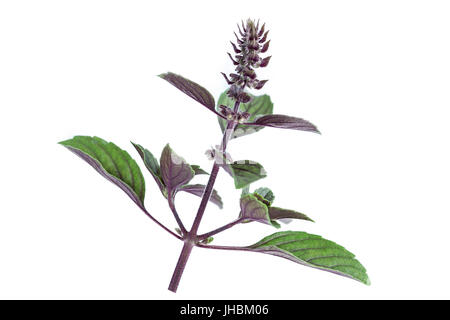 Purple Dark Opal Basil,fresh red basil herb leaves isolated on white background. Stock Photo
