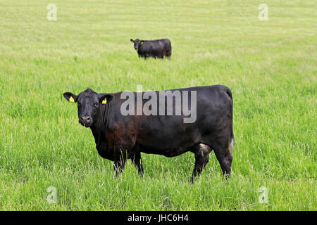 Black cow on grassy meadow at summer with another black cow standing in the background - mirror image. Stock Photo