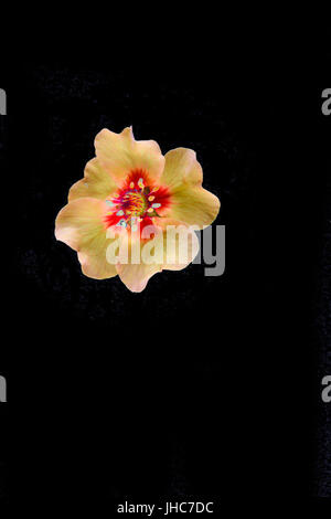 Red, orange and yellow coloured bloom on a potentilla tonguei plant Stock Photo