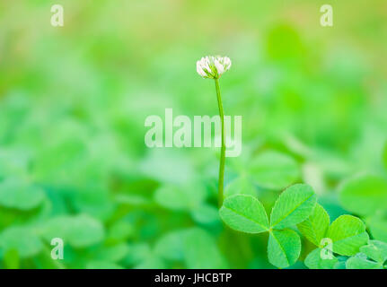 macro shot of small white clover flower standing alone in green field in spring Stock Photo