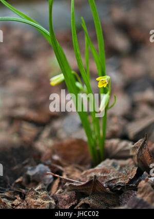 first spring plant with yellow flowers growing among dried leaves Stock Photo