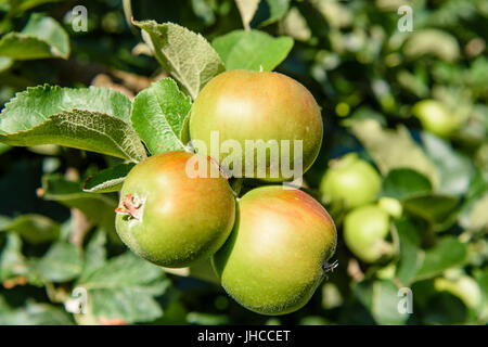 Bramley apples growing on apple trees in an orchard in County Armagh Stock Photo