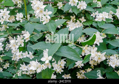 Jasminum grandiflorum, also known variously as the Spanish jasmine, Royal jasmine, Catalonian jasmine, close up Stock Photo