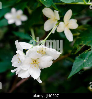 Jasminum grandiflorum, also known variously as the Spanish jasmine, Royal jasmine, Catalonian jasmine, close up Stock Photo