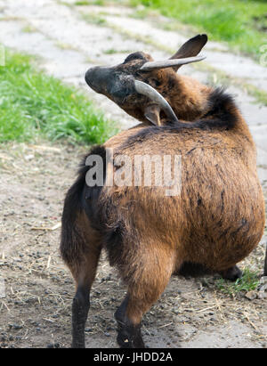A young goat scratching at itself behind an ear a hoof Stock Photo