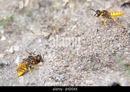 Beewolf Wasp Philanthus with paralysed honey bee being taken to the wasps burrow - notice second bee wolf wasp with no bee. Stock Photo