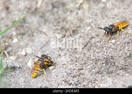 Beewolf Wasp Philanthus with paralysed honey bee being taken to the wasps burrow - notice second bee wolf wasp with no bee. Stock Photo