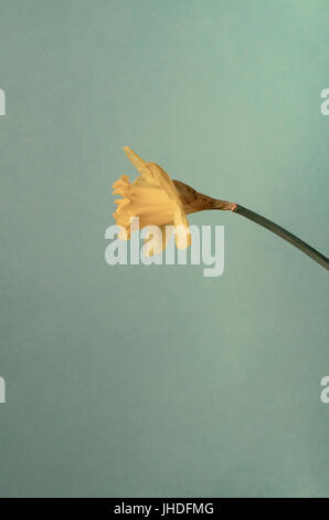 A single, blooming yellow daffodil, in profile, reaching in from right side of frame against an aqua or turquoise background. Stock Photo