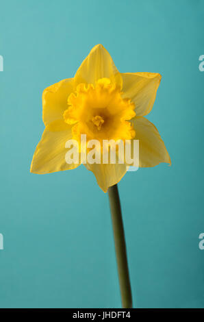 Front, eye level view of a single yellow daffodil and stem against a turquoise background. Stock Photo