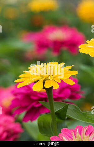 Zinnia hybrida. Zinnia elegans 'Sunshine mix' flowers Stock Photo