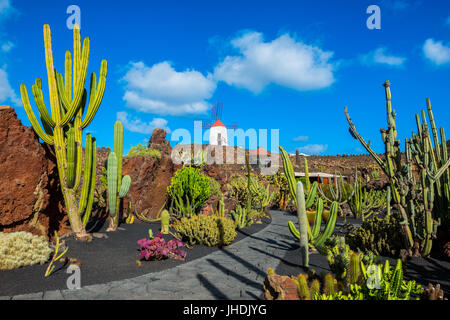 Cactus garden in Lanzarote, Canary Islands, Spain Stock Photo