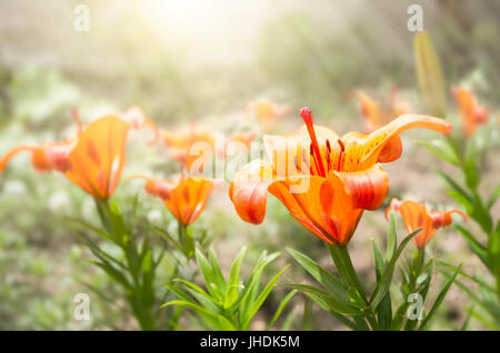 Tiger lily flower in full fiery orange bloom with stamen on a late summertime morning. Lilium lancifolium is one of several species of orange lily flo Stock Photo