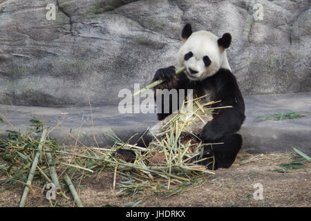 Giant panda Da Mao eating bamboo in Toronto Zoo, Toronto, Canada Stock Photo