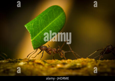 Leafcutter ants at work macro close up shots Stock Photo