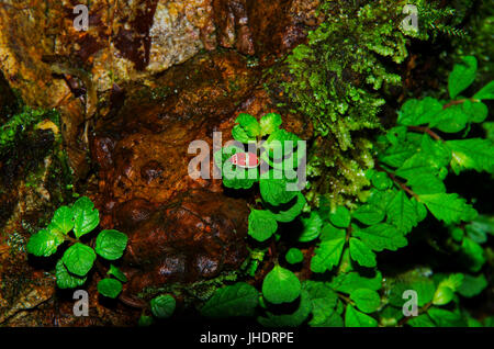 Lonely little red bug on the rain forest floor Stock Photo