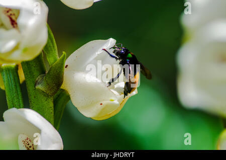 Bumblebee approaching a white Holy Ghost Orchid (Peristeria Elata Orchidaceae) flower or Flor del Espiritu Santo in Spanish Stock Photo